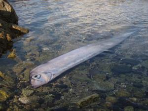 深海魚やクジラ類 島根県に続々漂着 面白探求クラブ